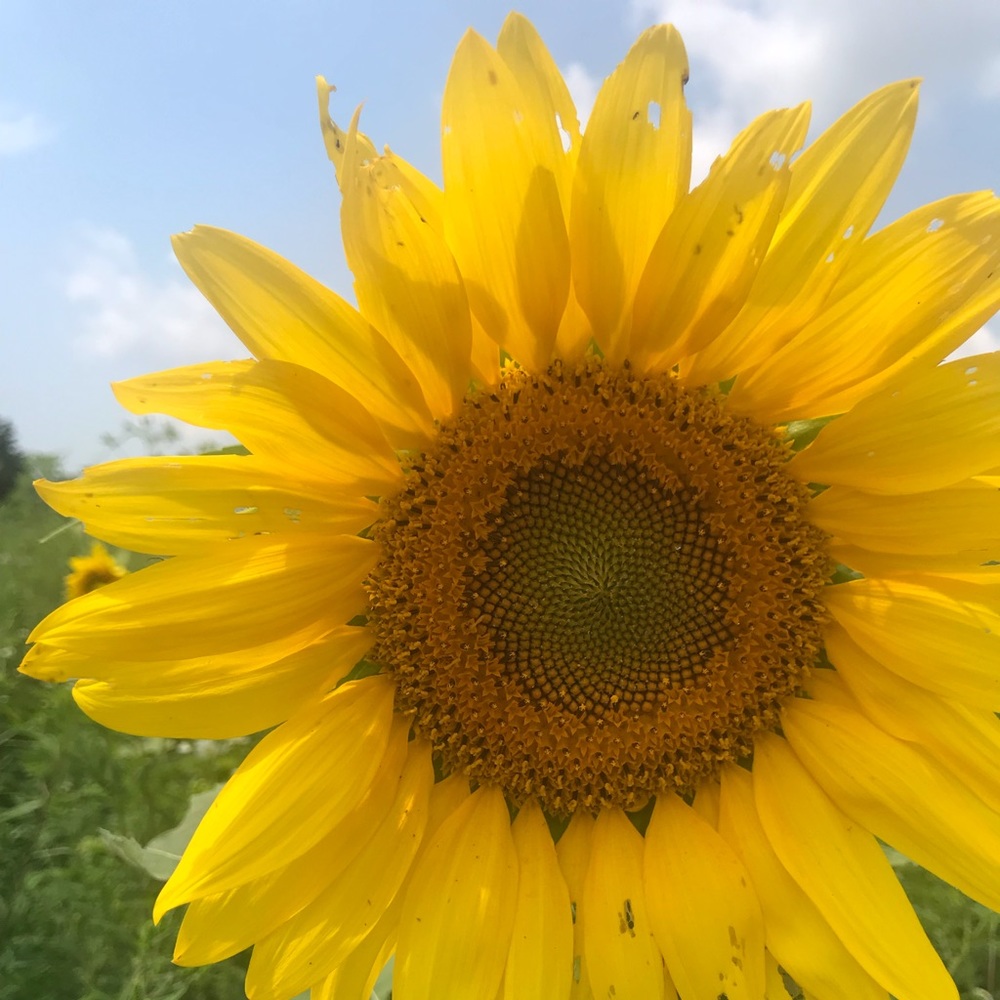 Meet your Posher, Ana